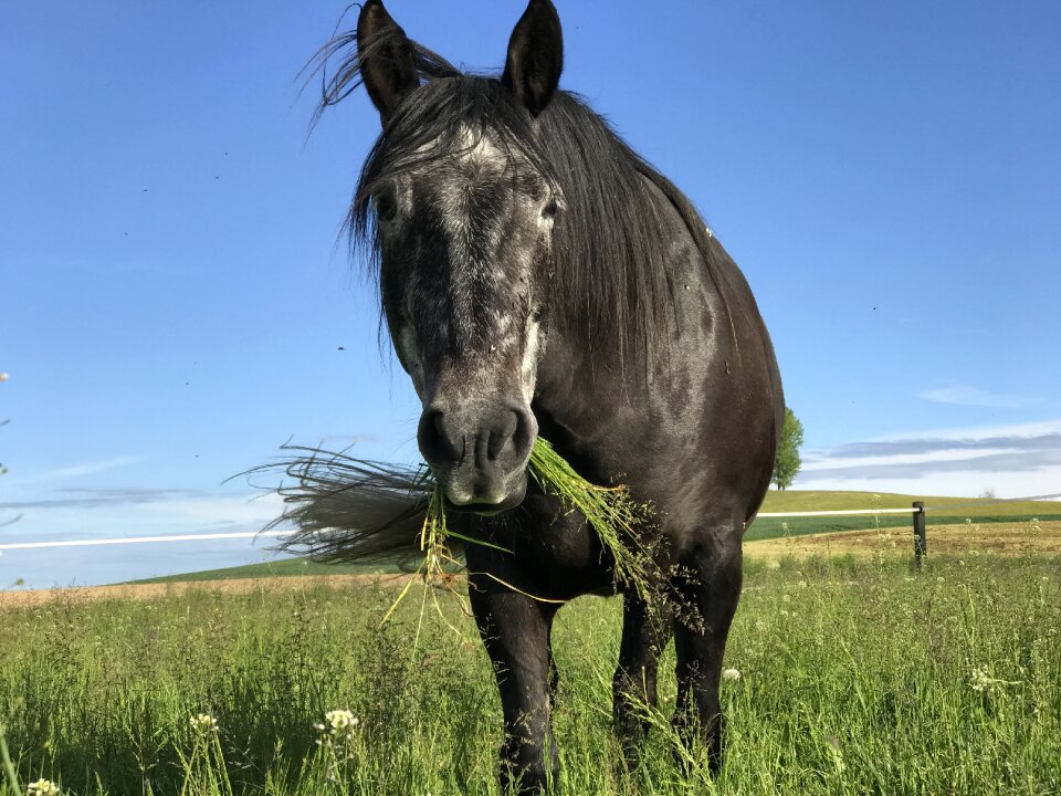 Horse andalusians mold