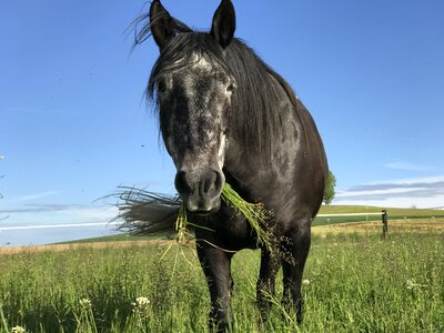Horse andalusians mold