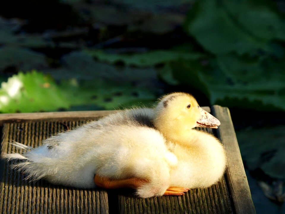 Duck rattus duck rest