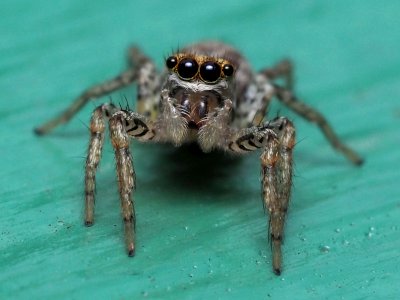 Immature male Maevia inclemens 50123777