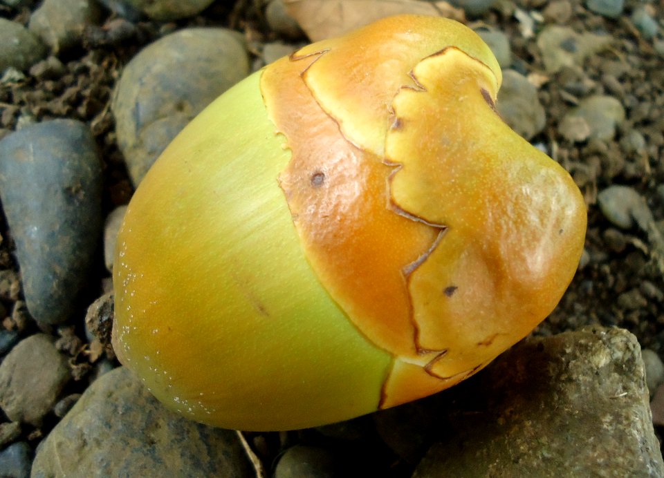 Immature coconut fruit