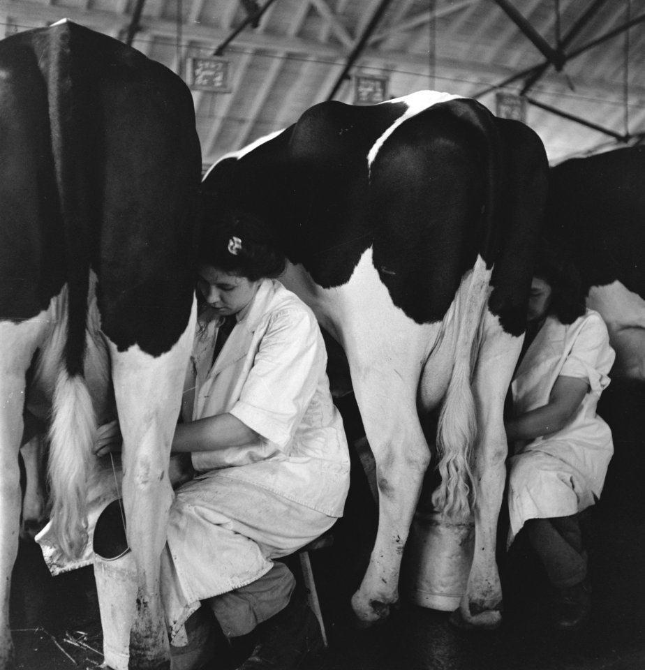 In 1938 Holland had over 1,5 million milk cows, producing on an average 1000 gal, Bestanddeelnr 935-2075