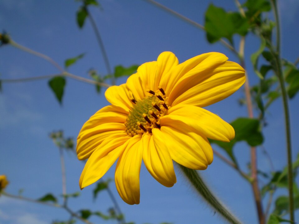 Yellow flower plant flowering