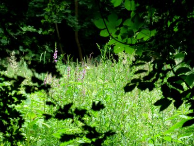 Immenweide Hakenfelde 2019-07-07 02
