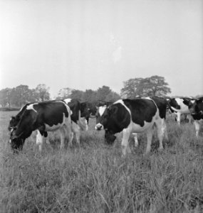 In 1938 Holland had over 1,5 million milk cows, producing on an average 1000 gal, Bestanddeelnr 935-2086