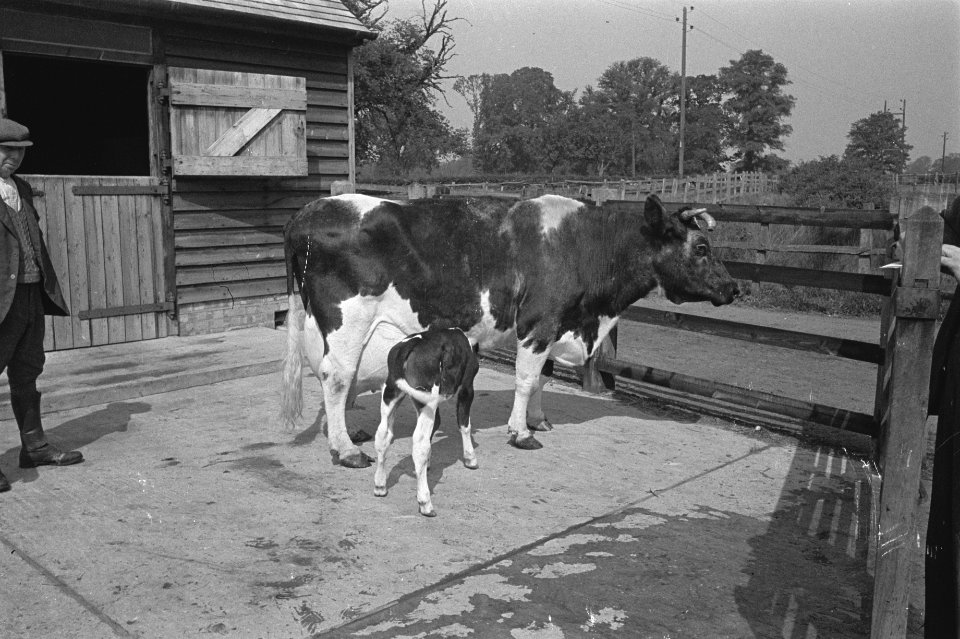 In 1938 Holland had over 1,5 million milk cows, producing on an average 1000 gal, Bestanddeelnr 935-2092