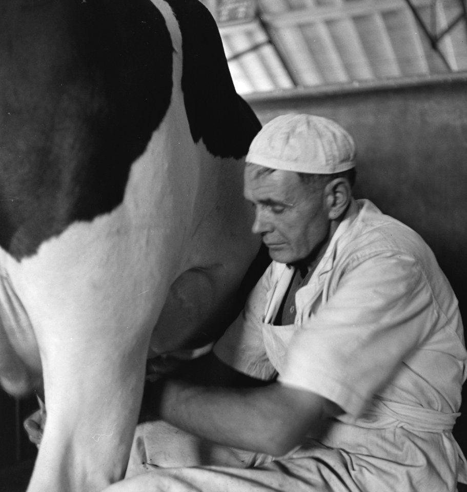 In 1938 Holland had over 1,5 million milk cows, producing on an average 1000 gal, Bestanddeelnr 935-2095
