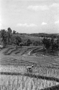 In het gebied rond Tjiawi (West Java) Landschap met rijstterrassen Vrouw in v, Bestanddeelnr 15663