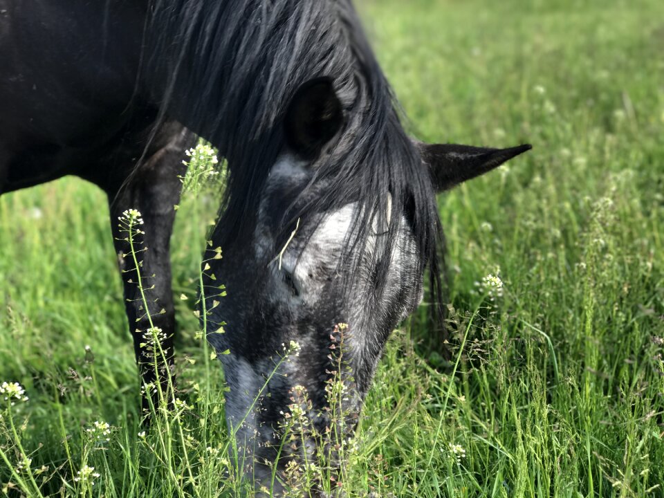Horse andalusians mold