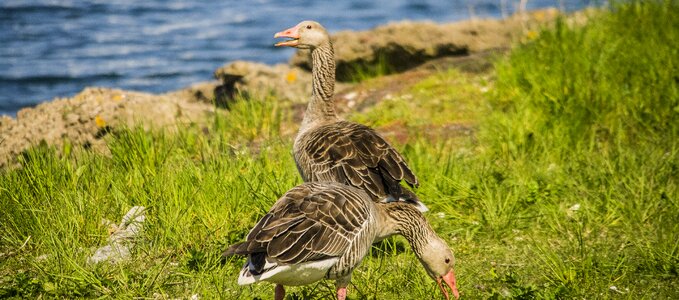 Water goose geese