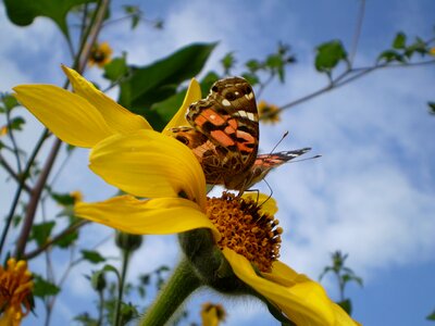 Sucking yellow flower lepidoptera