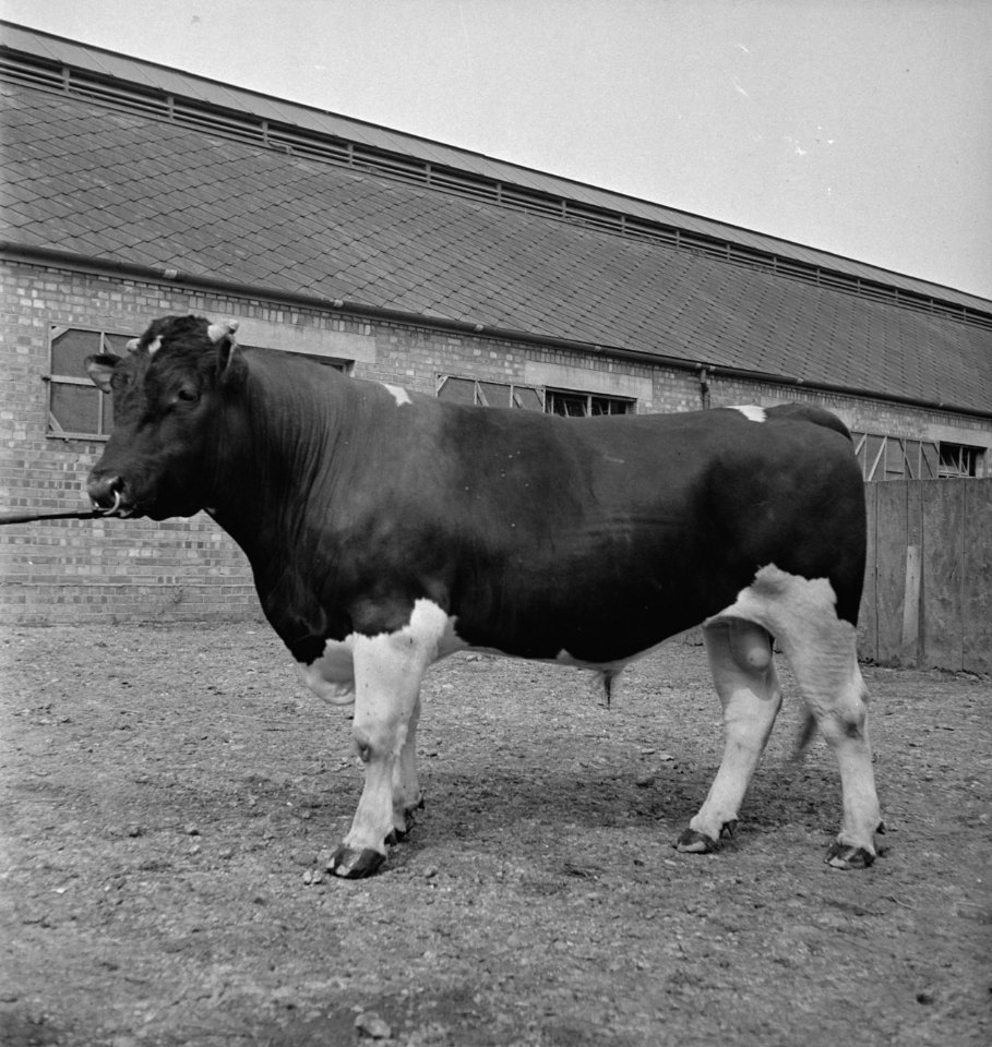In 1938 Holland had over 1,5 million milk cows, producing on an average 1000 gal, Bestanddeelnr 935-2077
