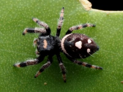 Immature male Phidippus regius 111564687