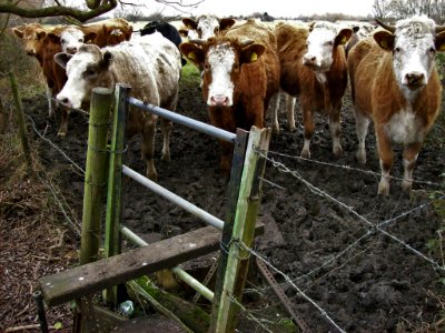 In a field by the Ouse, Holywell, Cambs 1