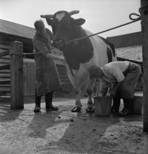In 1938 Holland had over 1,5 million milk cows, producing on an average 1000 gal, Bestanddeelnr 935-2093