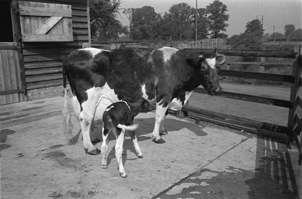 In 1938 Holland had over 1,5 million milk cows, producing on an average 1000 gal, Bestanddeelnr 935-2085