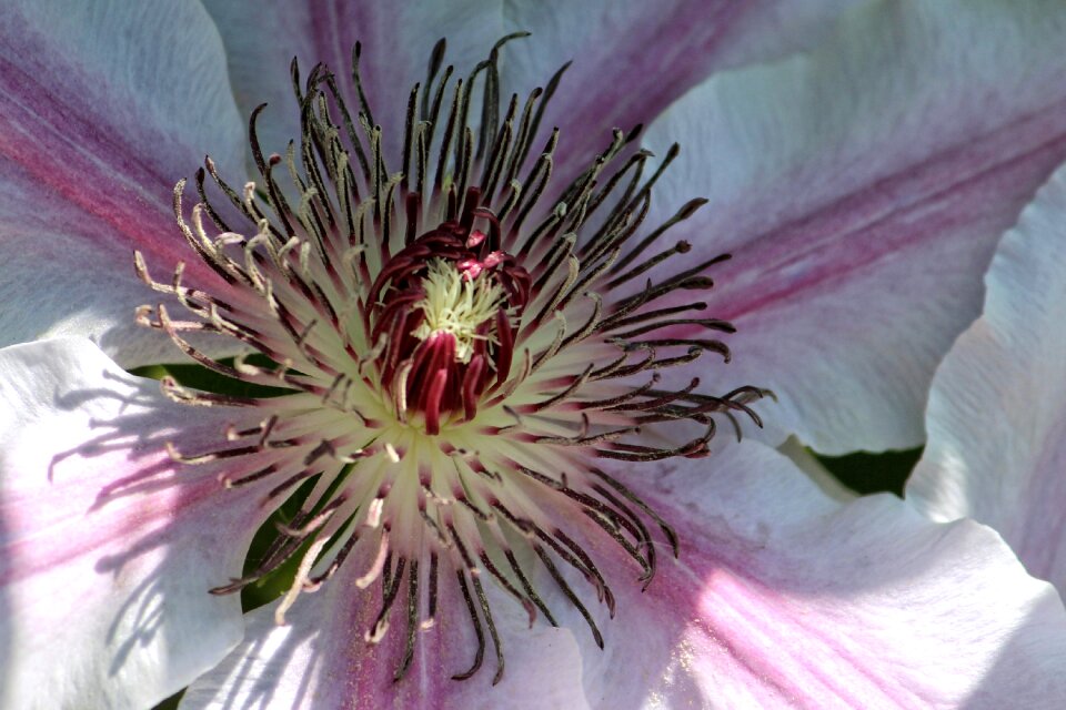 Flower climber plant flowers