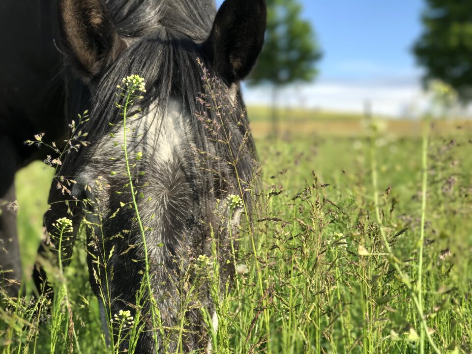 Horse andalusians mold