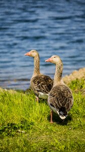 Water goose geese