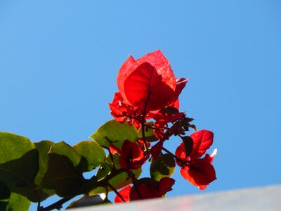 Plant red flower santa rita