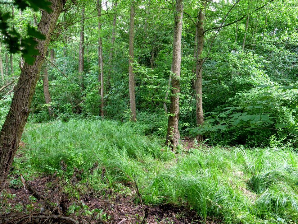 Immenweide Hakenfelde 2019-07-07 13
