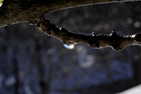 Sun branch dewdrop