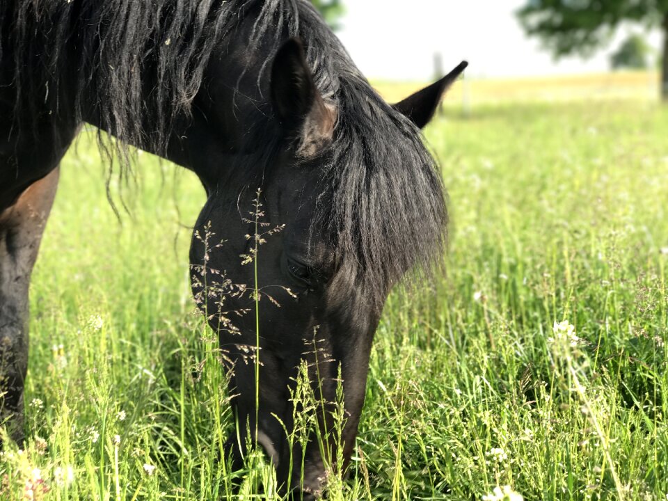 Horse andalusians mold