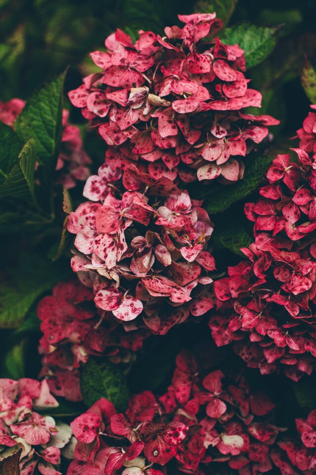 Hydrangea red natural