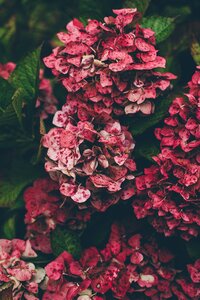 Hydrangea red natural