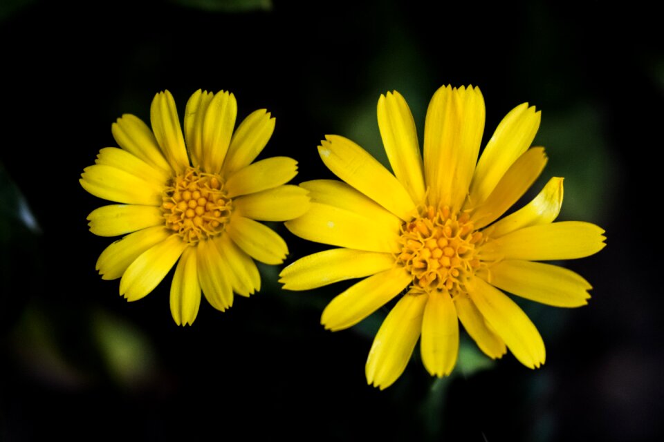 Summer yellow flowers bright