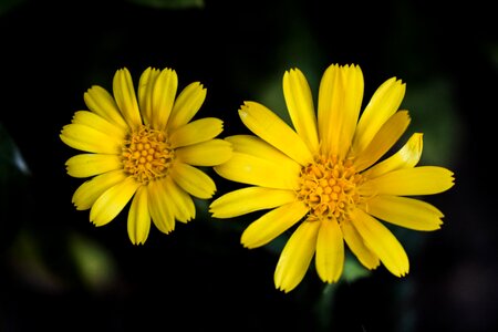 Summer yellow flowers bright photo