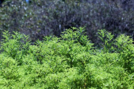 IMG 2743-Pittosporum tenuifolium