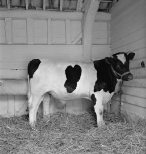 In 1938 Holland had over 1,5 million milk cows, producing on an average 1000 gal, Bestanddeelnr 935-2081