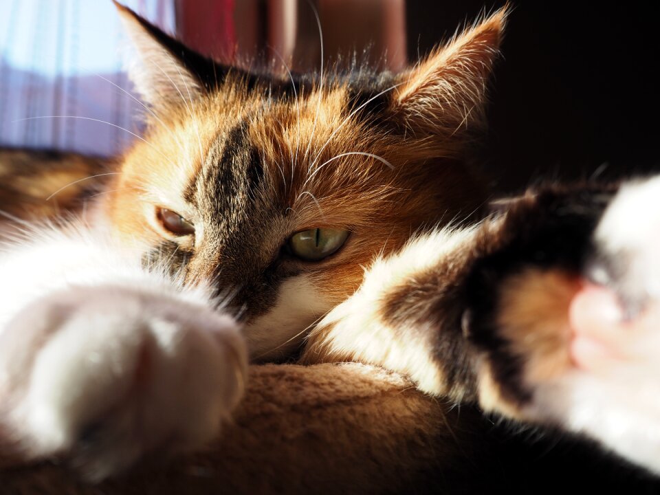 Mieze three coloured cat face