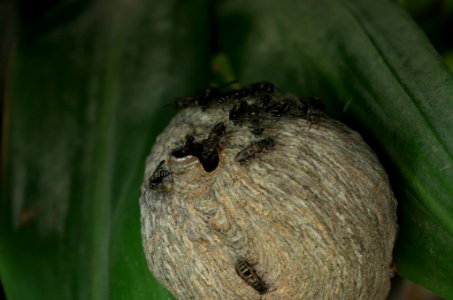 Imgp0055 Jpg (154851273)