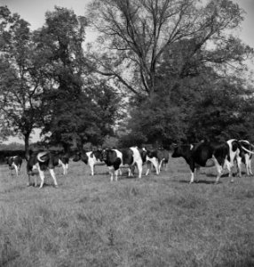 In 1938 Holland had over 1,5 million milk cows, producing on an average 1000 gal, Bestanddeelnr 935-2090