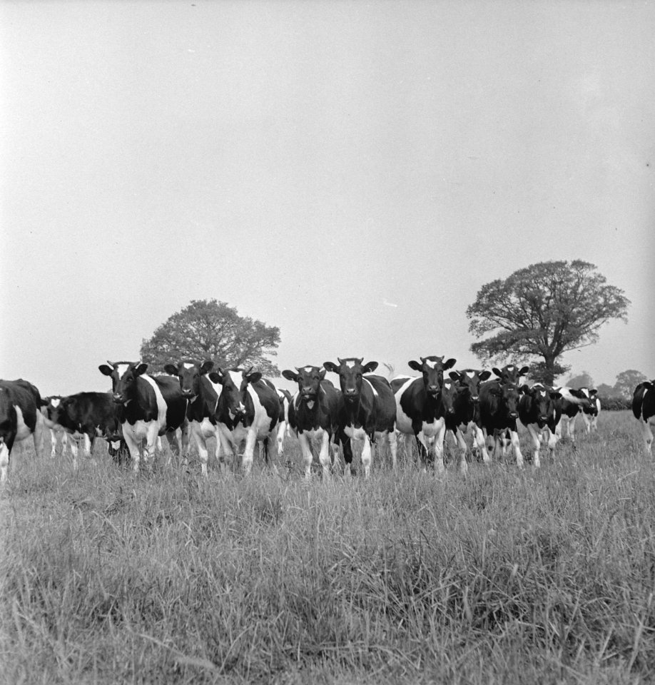 In 1938 Holland had over 1,5 million milk cows, producing on an average 1000 gal, Bestanddeelnr 935-2087