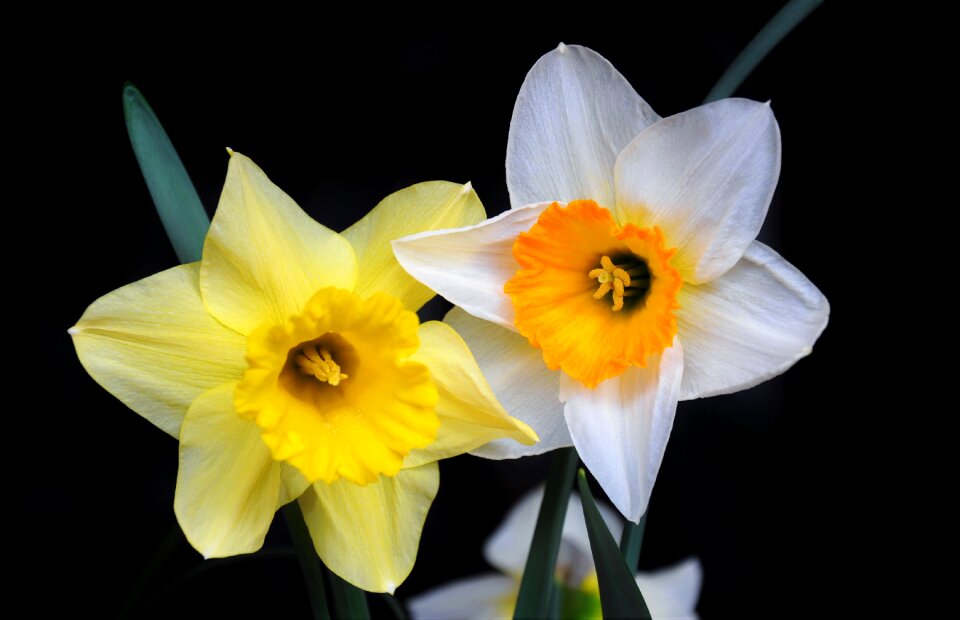 Color spring flowers flower garden