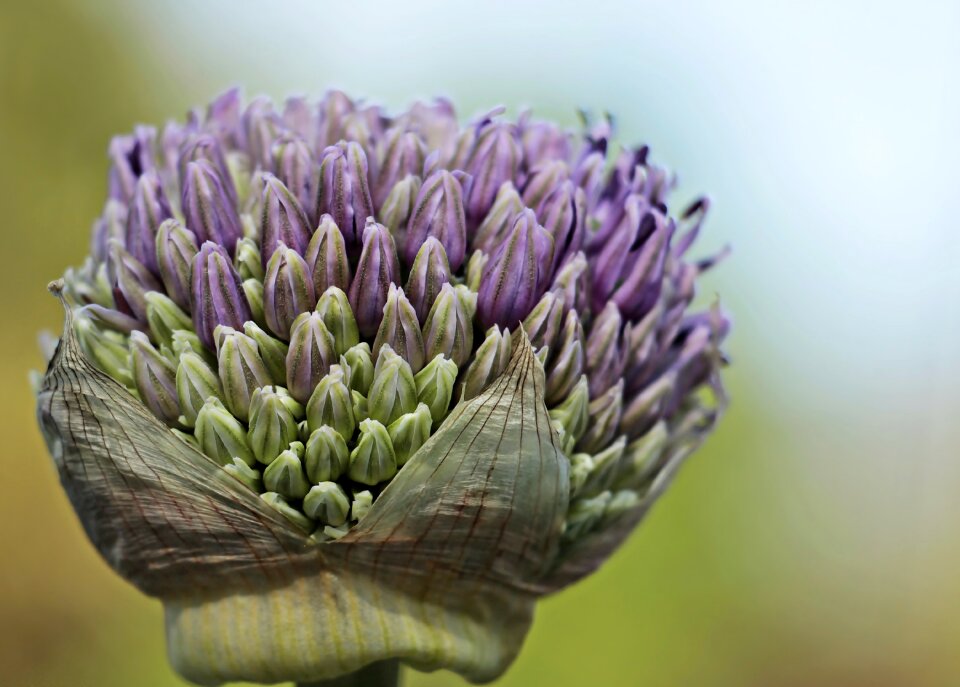 Blossom bloom purple