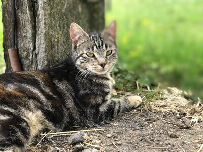 Cat farm bauer cat
