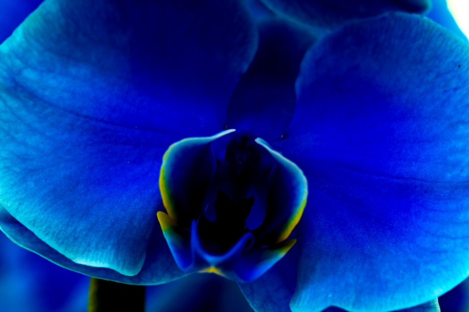 Img Blue (211415893)