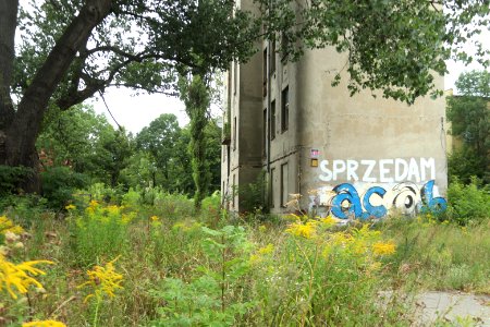 IMG 4729 lodz pomorska august 2018