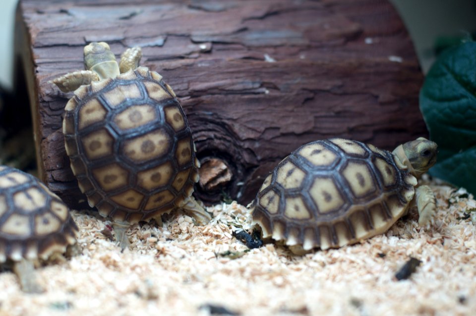 Immature Centrochelys sulcata in East Bay Vivarium