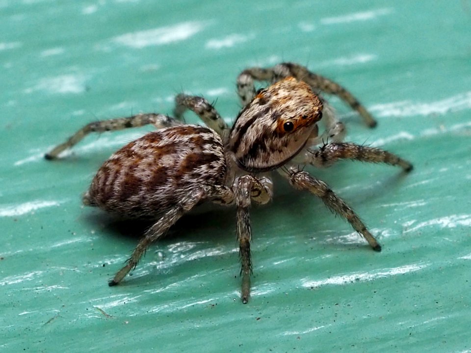 Immature male Maevia inclemens 50123750