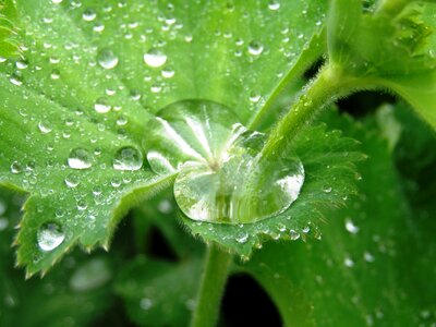 Close up green leaf frauenmantel photo