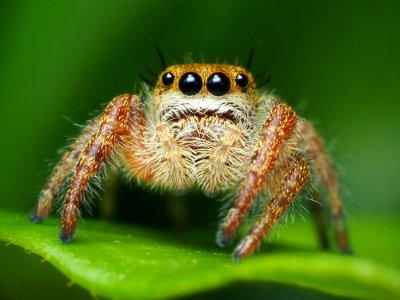 Immature Phidippus