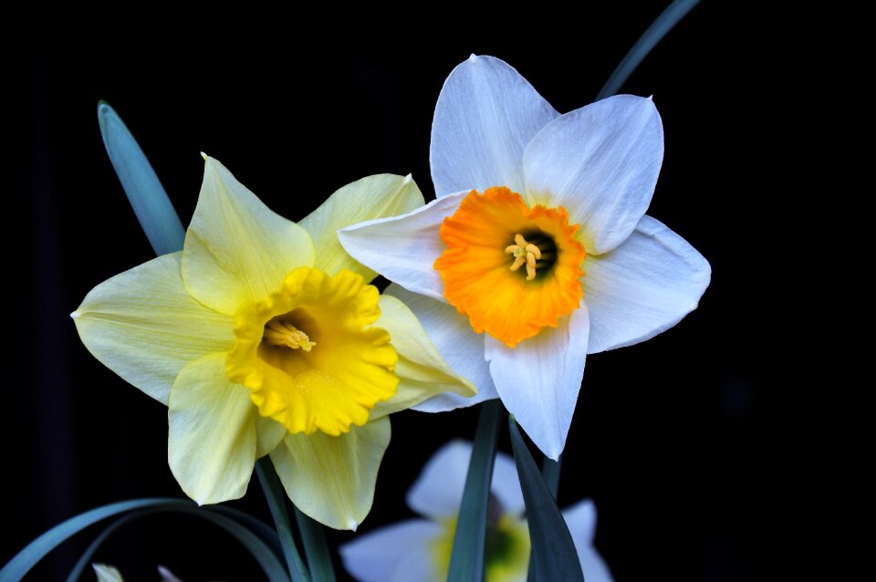 Color spring flowers flower garden