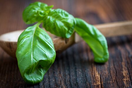 Basil leaf healthy eat photo