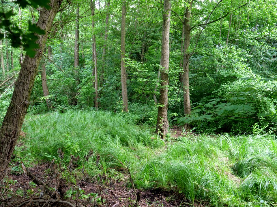 Immenweide Hakenfelde 2019-07-07 14
