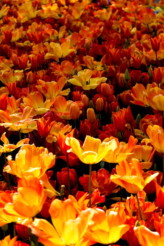 Img Flower (211416087)
